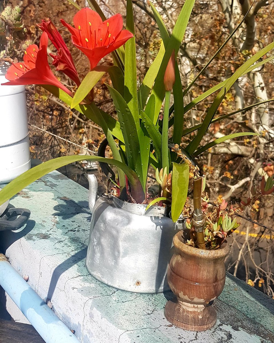 confluhostal's tweet photo. Es hora de una media tarde en terraza 😍
.
.
.
.
.
#HostelConfluencia #Hotel #Hostel #Hostelsclub #Terraza #Plantas #Flores #Cosecha #Mendoza #Turismo #tourist #Vacaciones #Argentina #Holidays #Vendimia #Wine #Vino #winetour #Hotelería #Líneasaéreas #avión  #comienzo  #work https://t.co/umiXQtC2cX