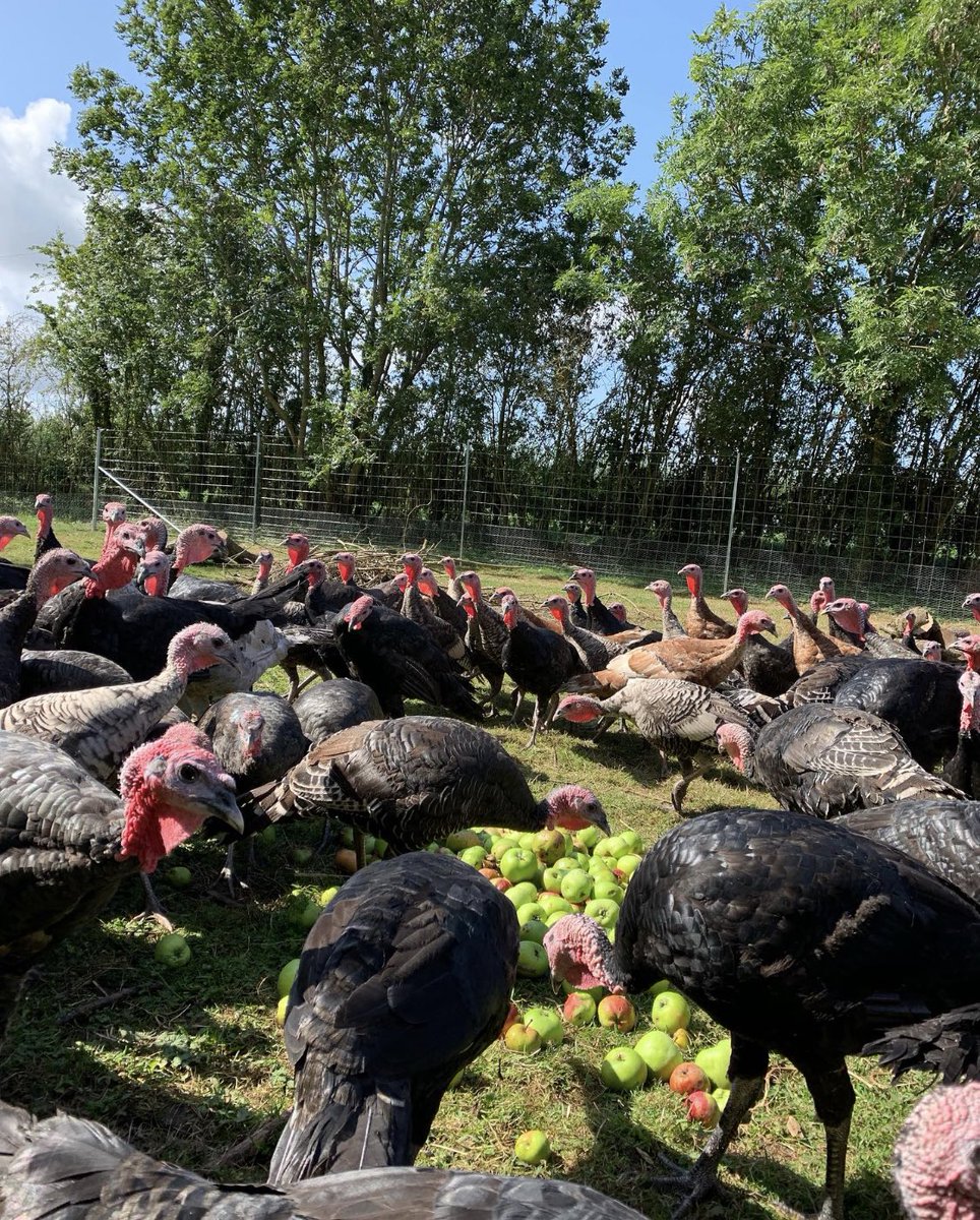 Windfalls for the turkeys 😊
 #freerange
#freerangeturkey #freerangeturkeys #heritagebreed #warwickshire #christmas2019 #foodprovenance #localfood #turkeyfarmer #smallholder #fieldtofork #familyfarmlife #happyturkeys #higherwelfare #theturkeycrew #teamturkeys #stratforduponavon