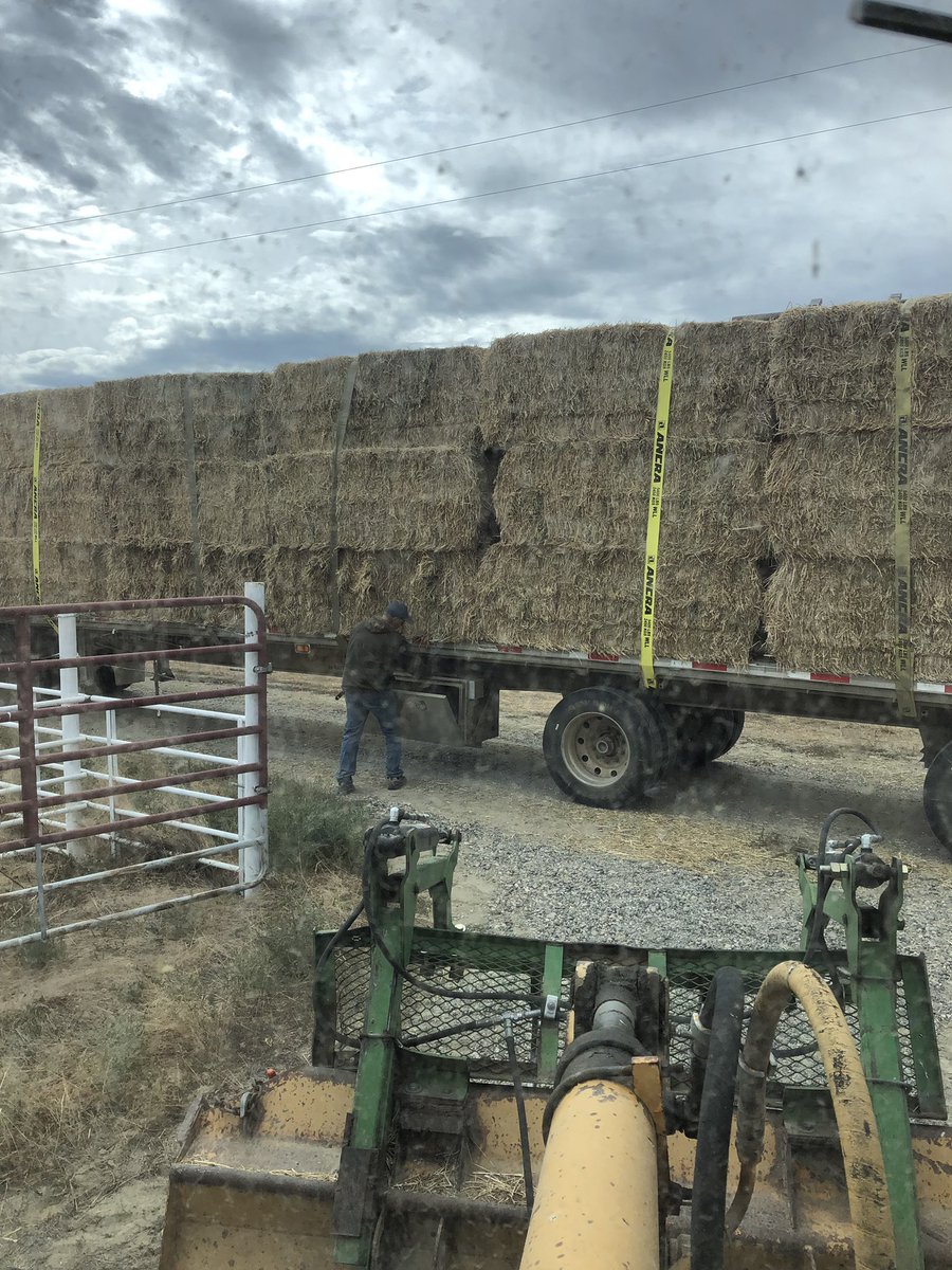 HamiltonStraw's tweet image. Thanks #twitterpeeps for all the help getting hay sold another happy customer heading home to feed his sheep, coming back for more he says!!!!