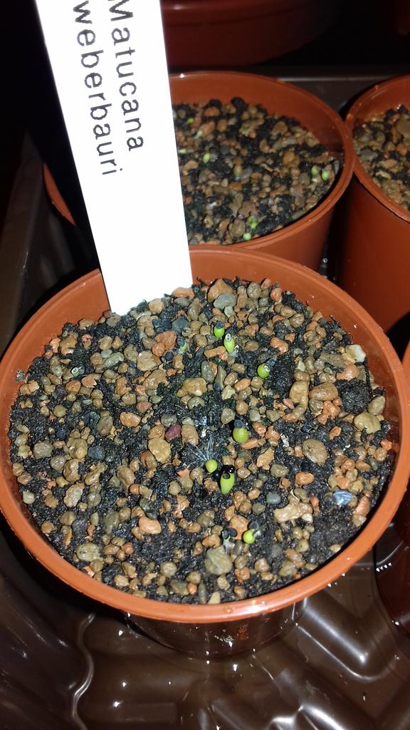 cv_cacti's tweet photo. For those of you at CactusWorld Live at @Lullingstone this weekend, join Vicky at 12.30pm both days to hear about raising cacti from seed. #cvcacti #bcss #cactustalk #cacti #lullingstone #growingcacti #seedraising https://t.co/nRS1T82KEe