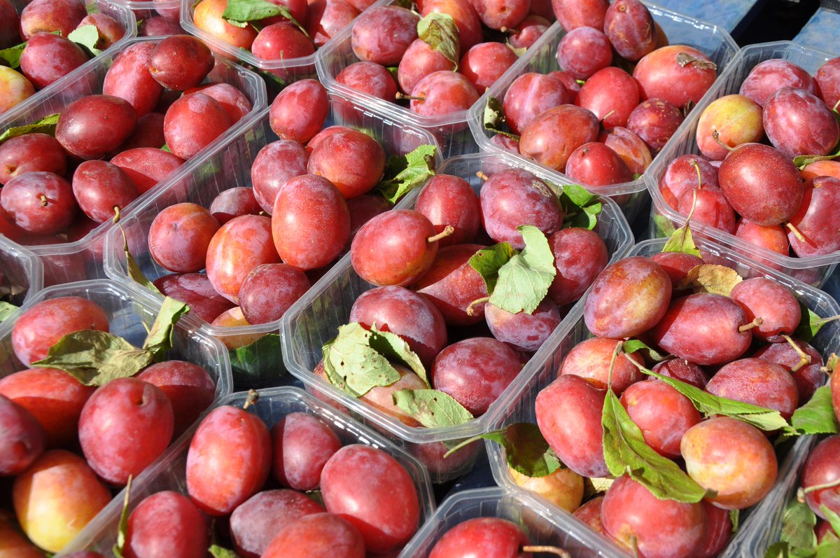Stroud Green Market (@stroudgrmarket) on Twitter photo tomorrow at the market...pick up a plum! See the newsletter at stroudgreenmarket.com/thisweek #freshproduce <a href="/perrycourt/">anne cheeseman</a>.farm #plums #apples #freshfruit tomorrow at the market...pick up a plum! See the newsletter at stroudgreenmarket.com/thisweek #freshproduce <a href="/perrycourt/">anne cheeseman</a>.farm #plums #apples #freshfruit