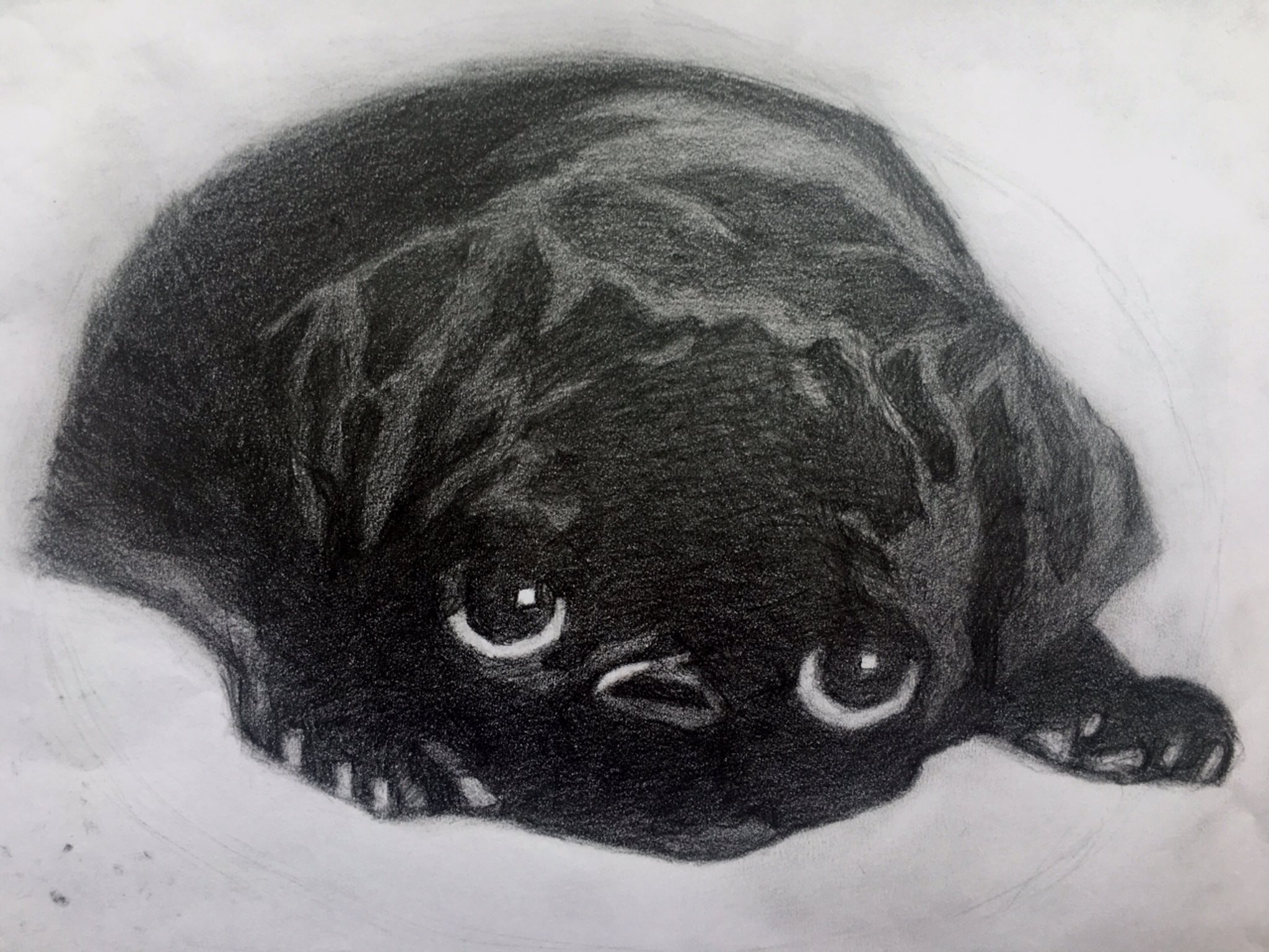 パグイラスト Twitter Search Twitter