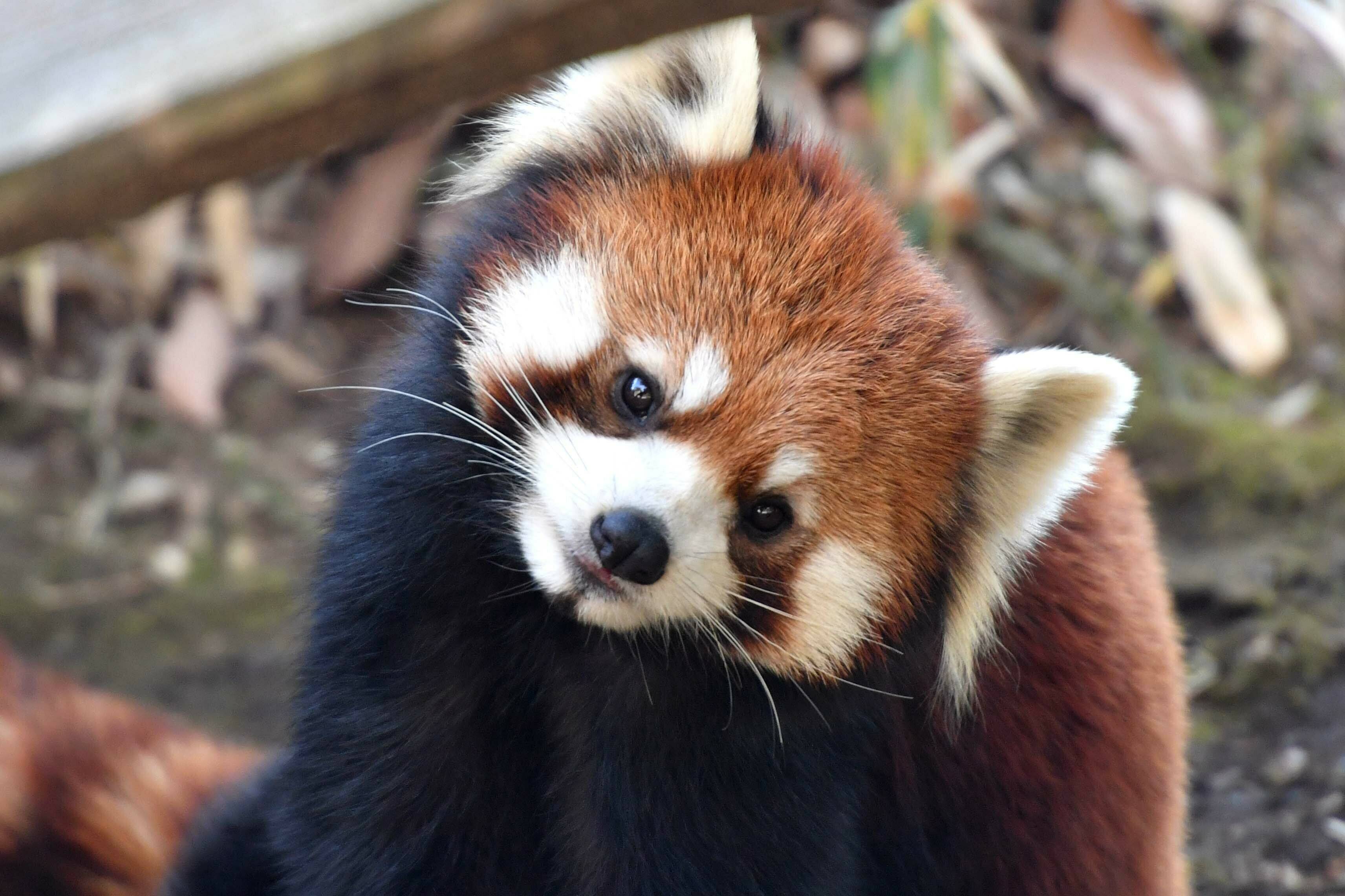 Twitter 上的 公式 横浜市立よこはま動物園 ズーラシア 本日 9月21日は 国際レッサーパンダの日 International Red Panda Day です ズーラシアでもこの3連休にイベントを開催します 詳細はこちら T Co Qjqtmuilzq ぜひお越し下さい ズーラシア