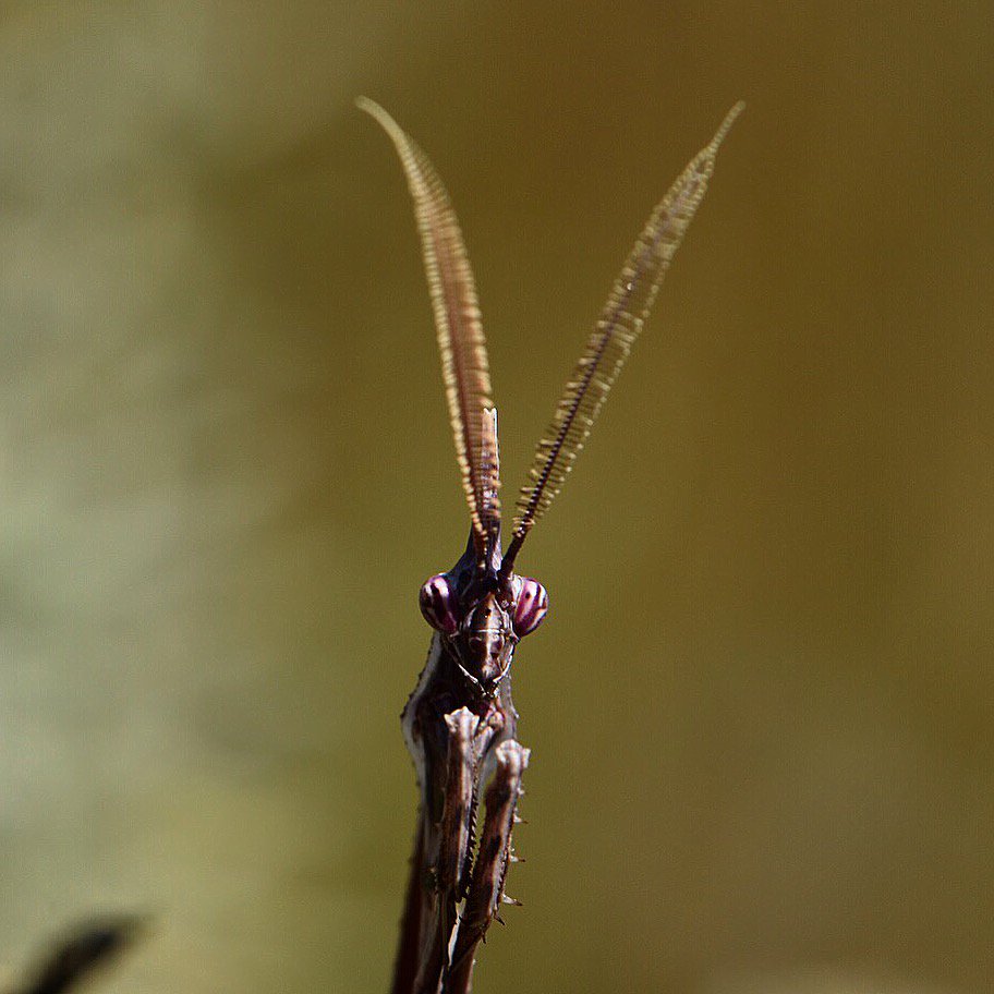 MKWPublishing's tweet photo. @JoeyHerschman @Stranger_Things 😀 I like #StrangerThings - that team would definitely do my book A Parallel Abyss justice... #coneheadmantis #macro #nikon https://t.co/qsoxhM8Tee