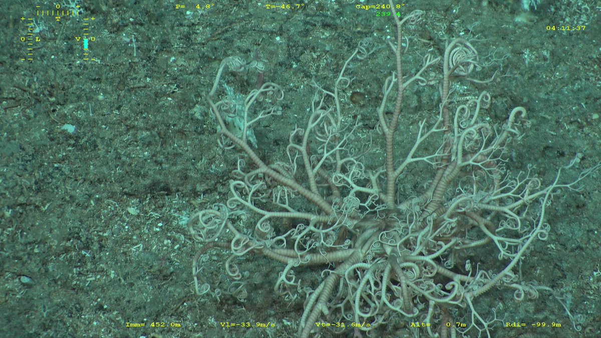 SBM_Concarneau's tweet photo. #KANADEEP2 #LaPlaneteRevisitée Magnifique spécimen de belle taille de Gorgonocéphale #Echinoderme récolté sur un mont sous-marin de #NouvelleCalédonie et vivant directement sur le substrat par plus de 460 m @Le_Museum @Ifremer_fr @ISYEB_UMR @DrTimOHara https://t.co/lHaCqUPlVU