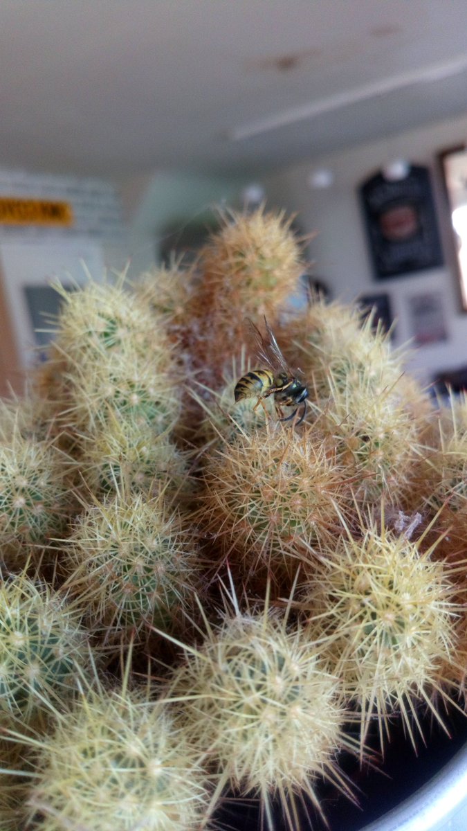 AnnaButler2's tweet image. Death by Cactus 🌵 😱 Unlucky Mr Wasp!