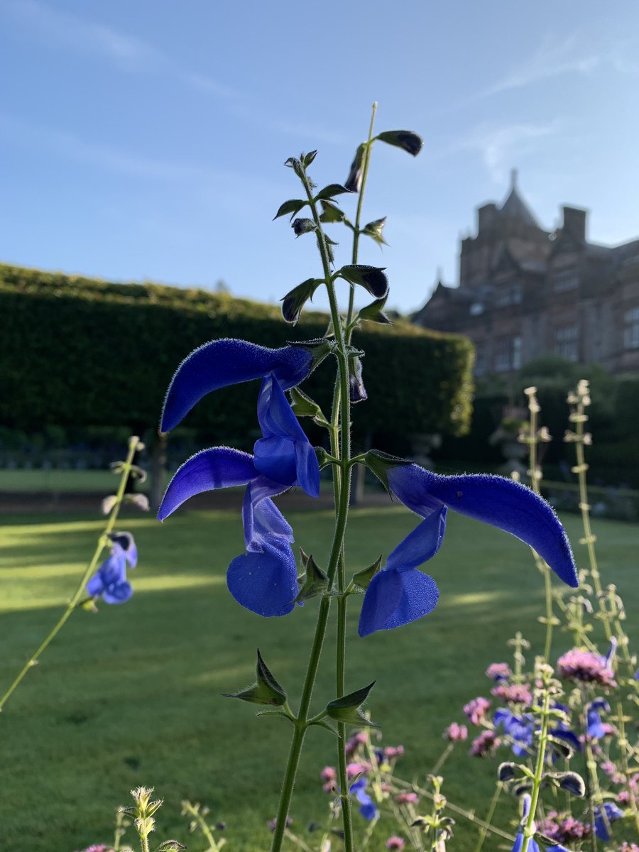 The bluest of the blues, Salvia patens 'Guanajuato’ taller than straight patens and flowers all summer with careful deadheading. 
#holkerhall #lakedistrict #cumbria #salvia