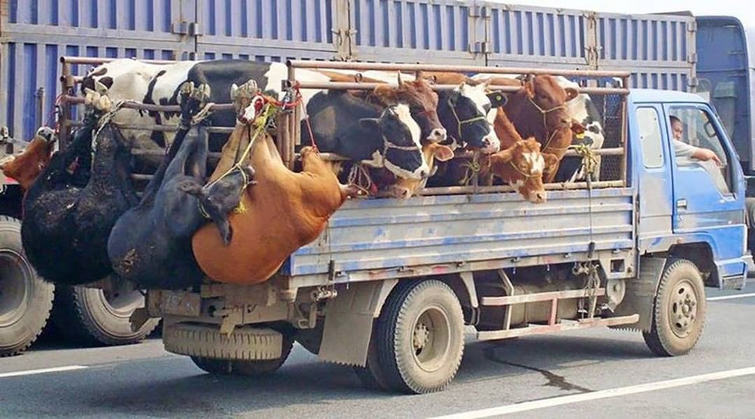 animalsavemvmt's tweet image. How can we continue to treat other beings this way?

It’s an atrocity!

Go #vegan 🧡