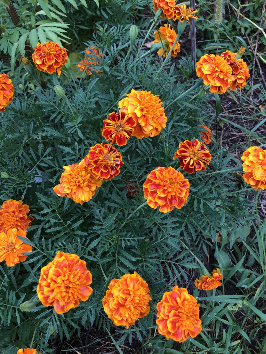 beeheads's tweet image. #マリーゴールド  が見ごろ。
早朝がベスト。無修正 。#iPhone8s
#truckingarden #beehead