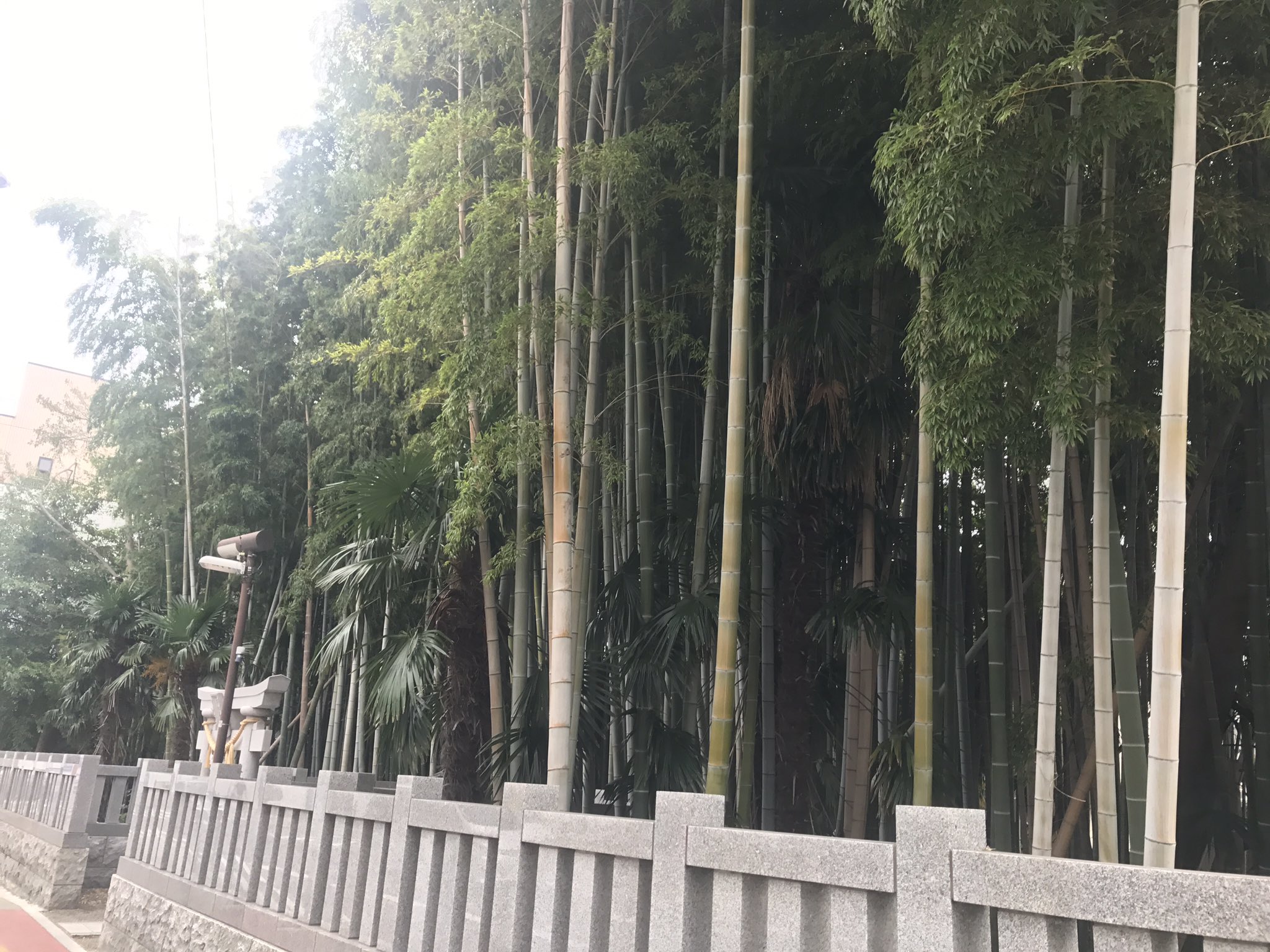 不知八幡森 Twitter Search Twitter