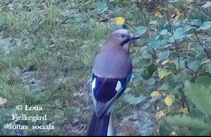 Eurasian Jay sitting with back towards camera, and looking back at the camera