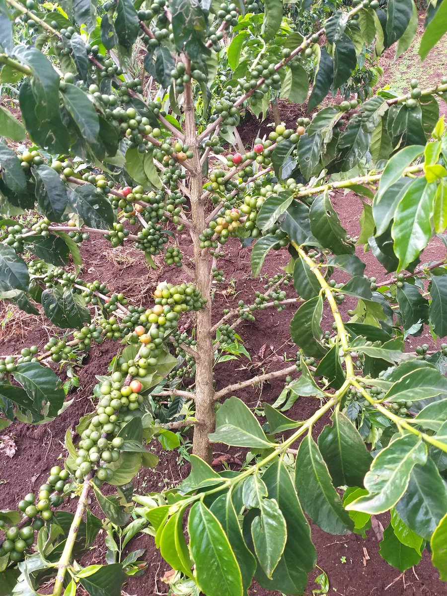 Although our coffee is famous for intense wine-like flavour and pleasant aroma, annual domestic consumption in Kenya is less than 3%  of the total production due to the predominant tea drinking culture