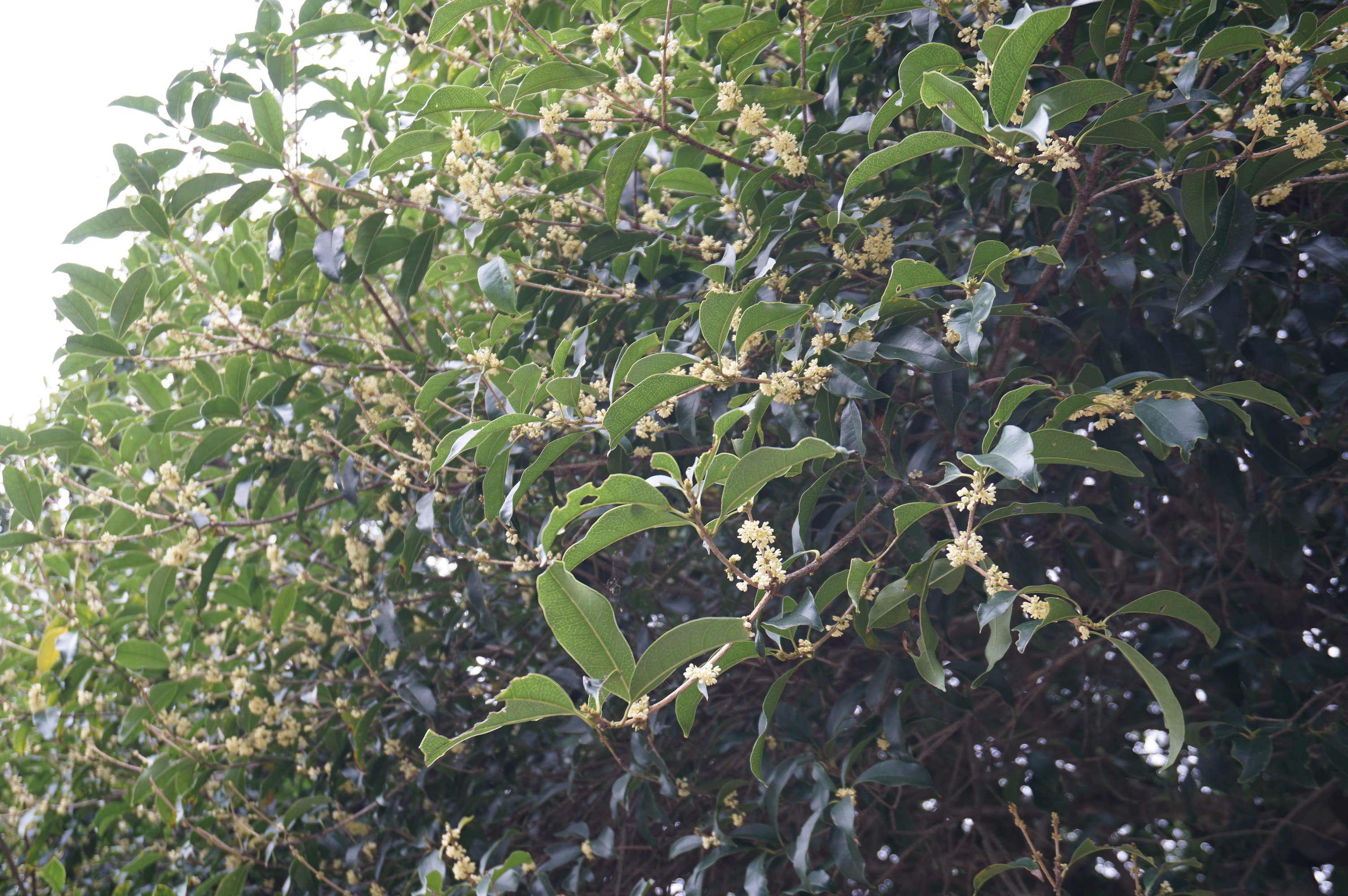 静嘉堂文庫美術館 庭園情報 開花情報 静嘉堂の銀木犀 ギンモクセイ に白い花が咲きました 世田谷名木百選に選ばれている名木です 静嘉堂 ギンモクセイ 庭園 世田谷名木百選 二子玉川 銀木犀 T Co Svbreix1ix Twitter