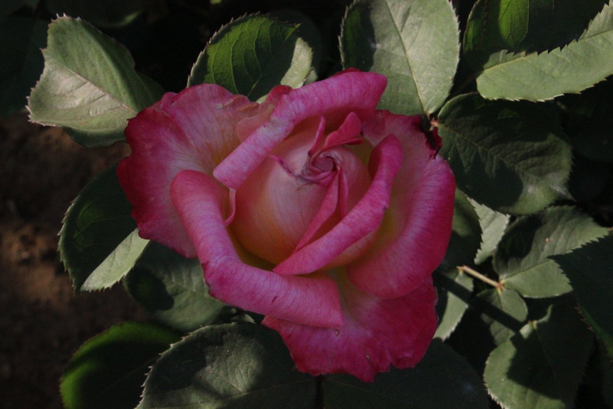 たかひで Auf Twitter 午後の薔薇 ｎｏ １７０９ 京成バラ園 ラスベガス 花山吹 ケニギンベアトリクス シンプリーヘブン Rose Furawa Keiseibaraenn Gogonobara