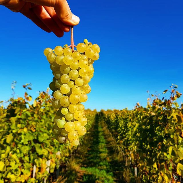 standreawine's tweet photo. And now we are picking amazing Hárslevelű also in the Boldogságos vineyard! 😊🙏 #harslevelu #boldogsagos #egricsillag #grandsuperior #grandcru #harvest #egerharvest #standrea #standreaharvest #standreawinery #egerwineregion #egerszolat #beautiful #grapes #amazing #fruit #bles… https://t.co/CdzoIxuGQT