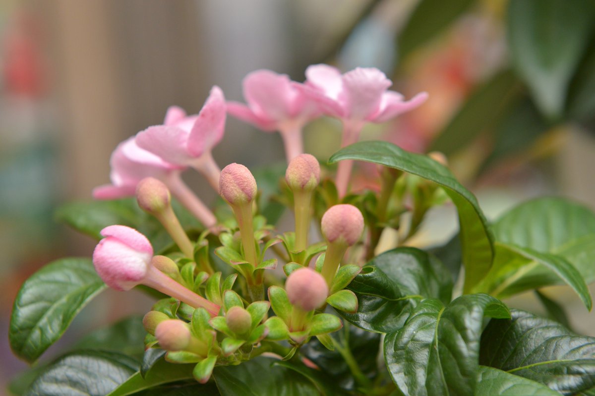 いわい生花 匂い桜も３日目 今日は 蕾の横顔です 少しずつ膨らみながら花開いていくのがよくわかりますね 花 Flower いわい生花 ロマンチックかすみ草 かすみ草 Flowermarket 花屋 生花店