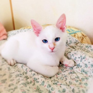 ネコジルシ里親募集 北海道 東北地方 A Twitteren 青い目の甘えっこ白猫君 先住猫さんok 岩手県 生後2ヶ月 の 空 くう ちゃんです 猫 ネコ 里親 里親募集 岩手県 拡散希望 詳細 T Co 3sgqcavo2g 写真