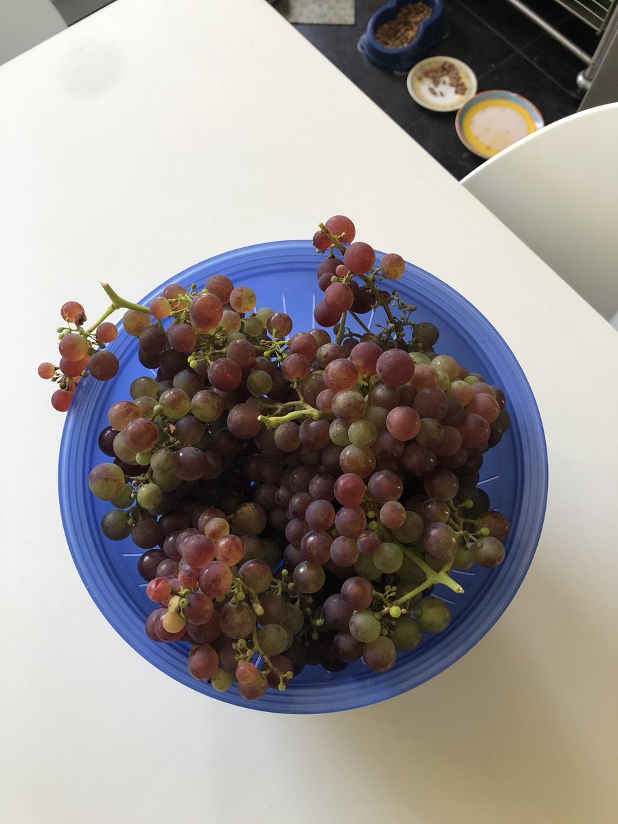 MrGrey13161008's tweet photo. It’s going to be an excellent vintage! #GardenersWorld https://t.co/VK1kUrp7Y7