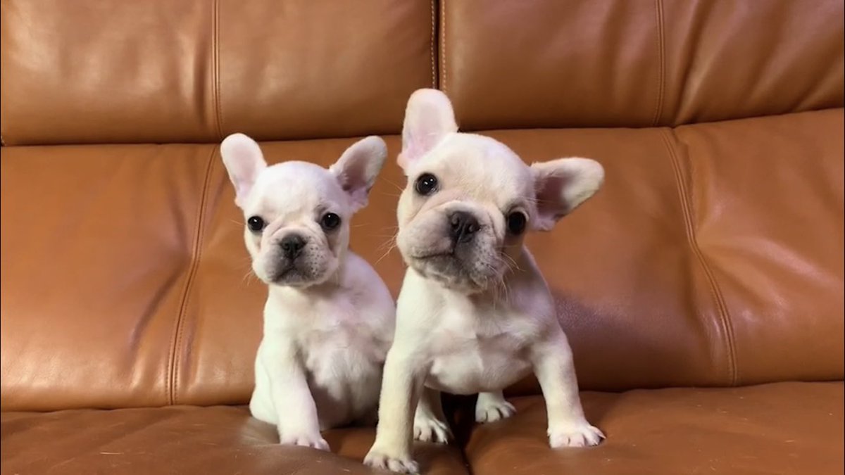 まろママ（小山ブルドッグ） (@koyamabull) / Posts / X