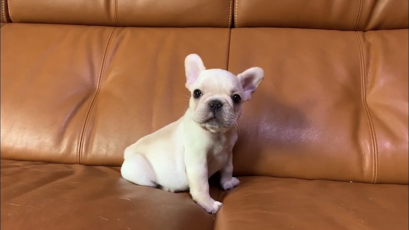 専用ページ ブルドッグ様 専用ページ ブルドッグ様 ブルドッグさん 専用ページ その他のパーツ