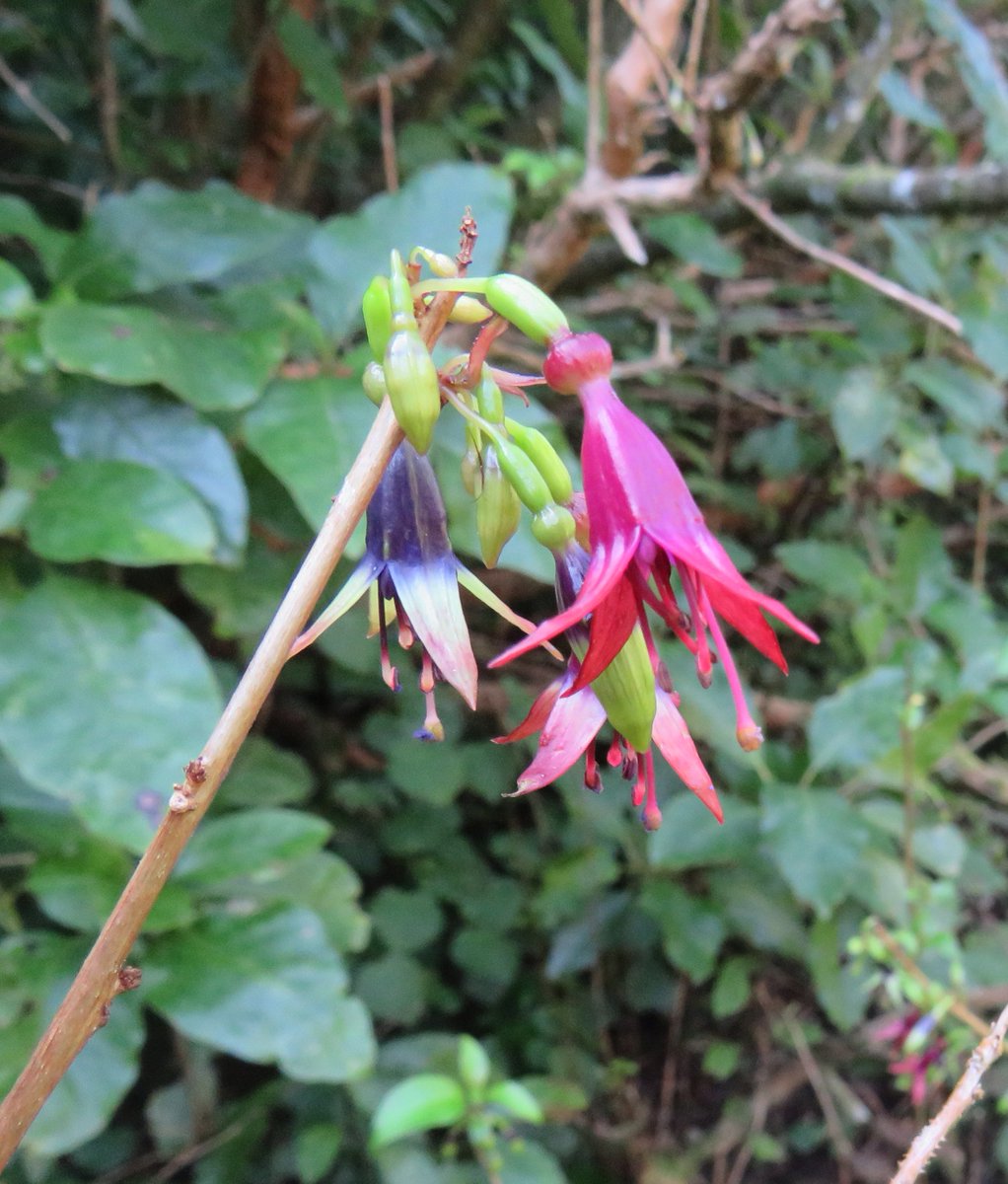 p_kiwi's tweet photo. Our tree fuchsias (Fuchsia excorticata ) near the Nature Trail in the #Catchpool are struggling this year. One nearby has died. Unusually for a NZ native, these trees are deciduous. Leaves are returning now. #RemutakaConservationTrust. Funky, flaky bark and stunning flowers! ๐ https://t.co/hjzfx0ZHH8