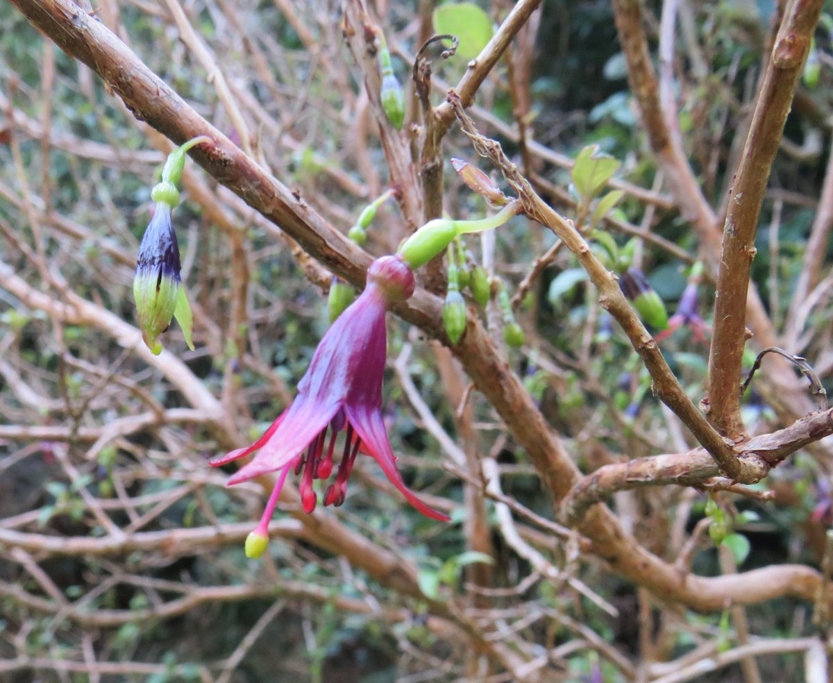 p_kiwi's tweet photo. Our tree fuchsias (Fuchsia excorticata ) near the Nature Trail in the #Catchpool are struggling this year. One nearby has died. Unusually for a NZ native, these trees are deciduous. Leaves are returning now. #RemutakaConservationTrust. Funky, flaky bark and stunning flowers! ๐ https://t.co/hjzfx0ZHH8