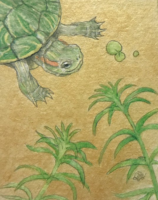 アカミミガメのtwitterイラスト検索結果 古い順 アカミミガメのtwitterイラスト検索結果 古い順