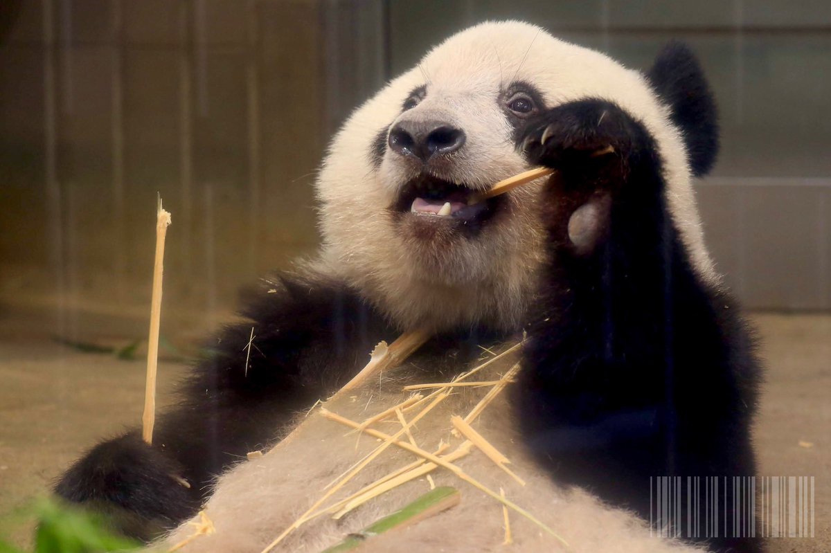 Lalapanda キラキラシャンシャン かわいい万点 シャンシャン