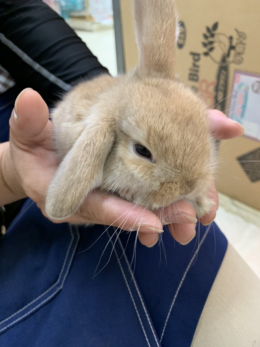 アミーゴ大町店 No Twitter ホーランドロップの赤ちゃん入りましたヽ W ﾉ 手のひらサイズで ぶち可愛い O 艸 とってもいい子にして写真撮らせてくれました O O ホーランドロップ うさぎ ラビット ベビー ニューフェイス アミーゴ大町店 広島