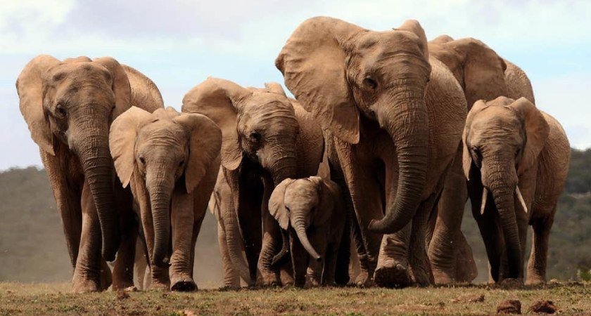 Ternafi's tweet image. #Eritrea Forestry and Wild Life Authority reported that the number of elephants population in the country that was 15 according to the study conducted in 1996 has currently reached to 250. #ElephantProtection #elephant