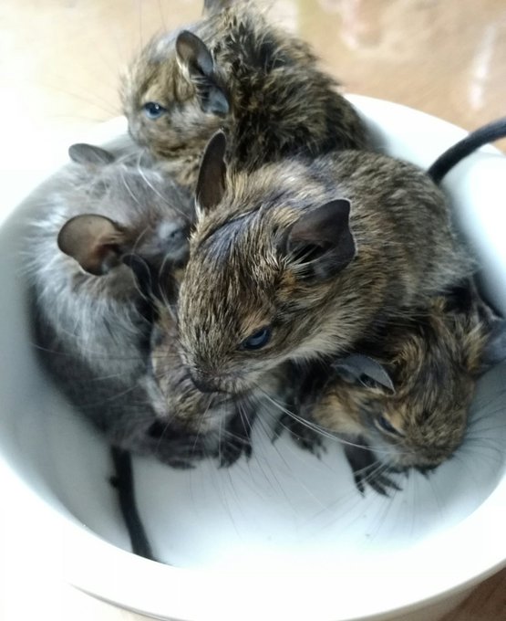 Twitterのコスプレ画像49