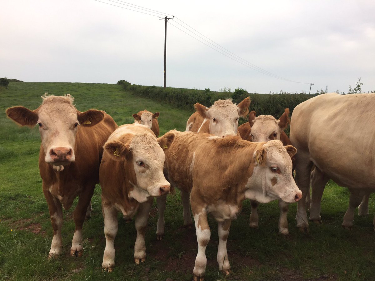 sheepfarmerjack's tweet photo. #cows #feedingtime #Cumbria #LakeDistrict #farming #farmlife  #fun #nature https://t.co/7l8w8GmrIo