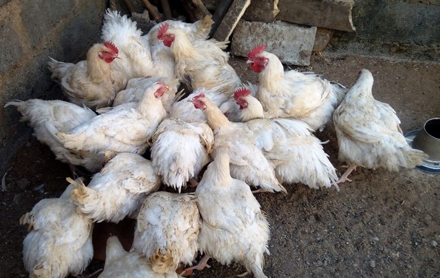 CofarmsL's tweet photo. Organic birds at N7,ooo https://t.co/1sBET4x2z0
