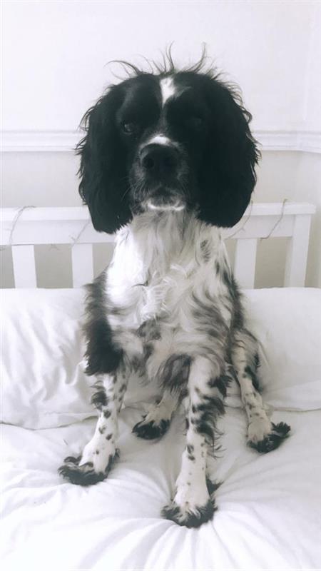 thegroopdog's tweet photo. Bunty is in the house today... he has chosen to pose on the best white cushions - good job he has had a bath! #dogsoftwitter #officedog #groopdog https://t.co/KY2VeOXiHw