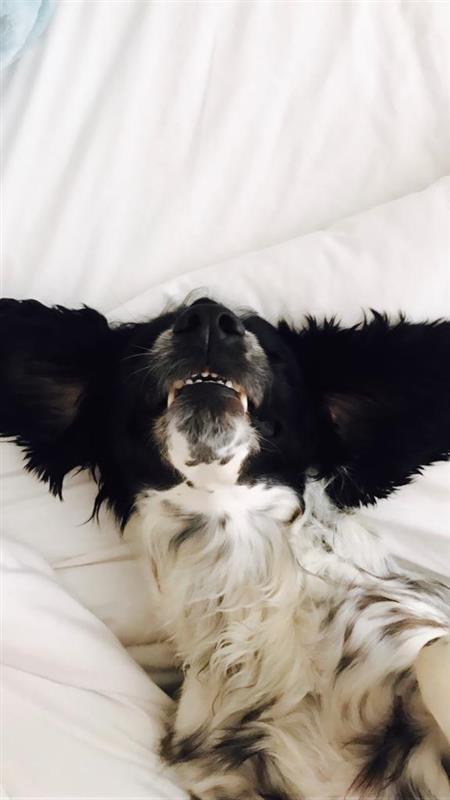 thegroopdog's tweet photo. Bunty is in the house today... he has chosen to pose on the best white cushions - good job he has had a bath! #dogsoftwitter #officedog #groopdog https://t.co/KY2VeOXiHw