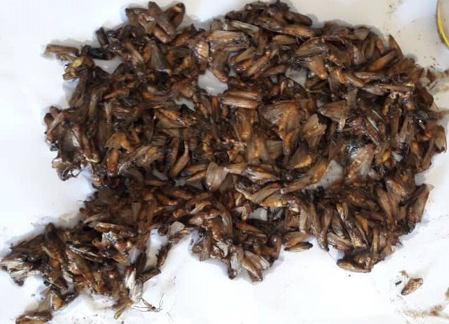 @MatongoJay <a href="/CIMMYT/">CIMMYT</a> <a href="/ZRBFZIM/">Zimbabwe Resilience Building Fund #ZRBF</a> <a href="/bramaccimmyt/">Bram Govaerts CIMMYT</a> <a href="/sgfonteyne/">Simon Fonteyne</a> <a href="/UNDPZimbabwe/">UNDP Zimbabwe</a> <a href="/rememush/">Remeredzai Oliver Mushangure</a> <a href="/dorcasmatangi/">dorcas matangi</a> Check my older tweets, where I shared pictures of the content of 30 traps. 712 moths captured on 24/08 (picture attached again here), 338 on 16/08 etc. By the way, 98% of the pictures I post are taken by myself in the field...