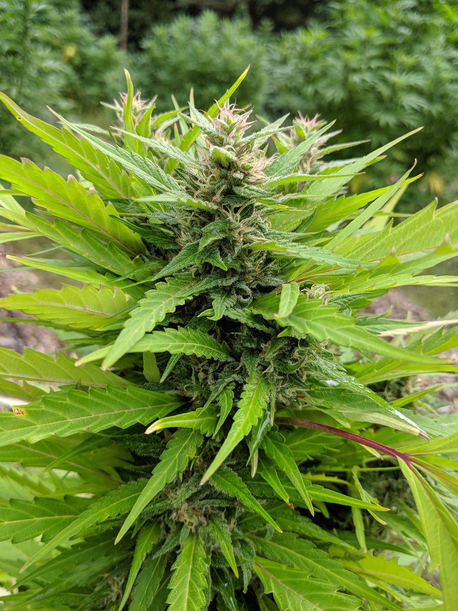 spearster710's tweet photo. @PhtevenMackenz1 @wildfirecanada That picture is a few weeks old. We are right on schedule! https://t.co/ydmLx7iGoK