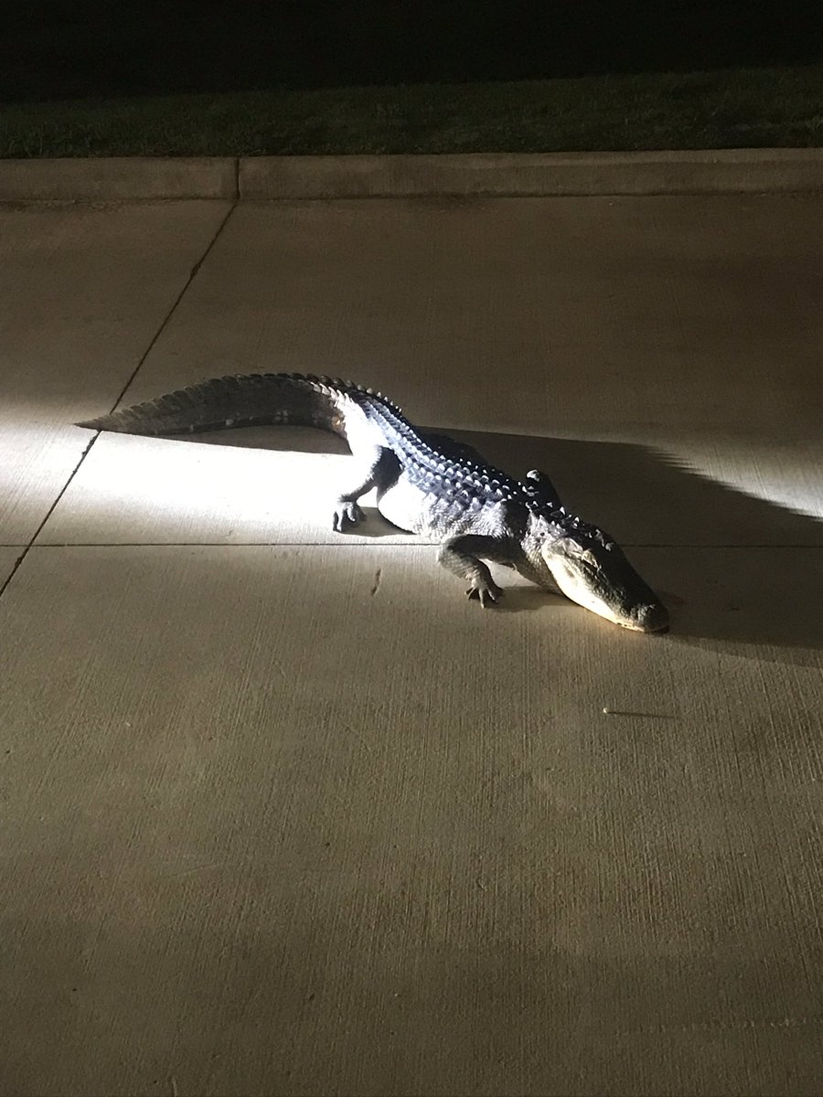 Of course we’re out here trusting but verifying students don’t arrive today due to inclement weather and behold....a gator 🐊; chilling in the parking lot!  This calls for a reverse evacuation!