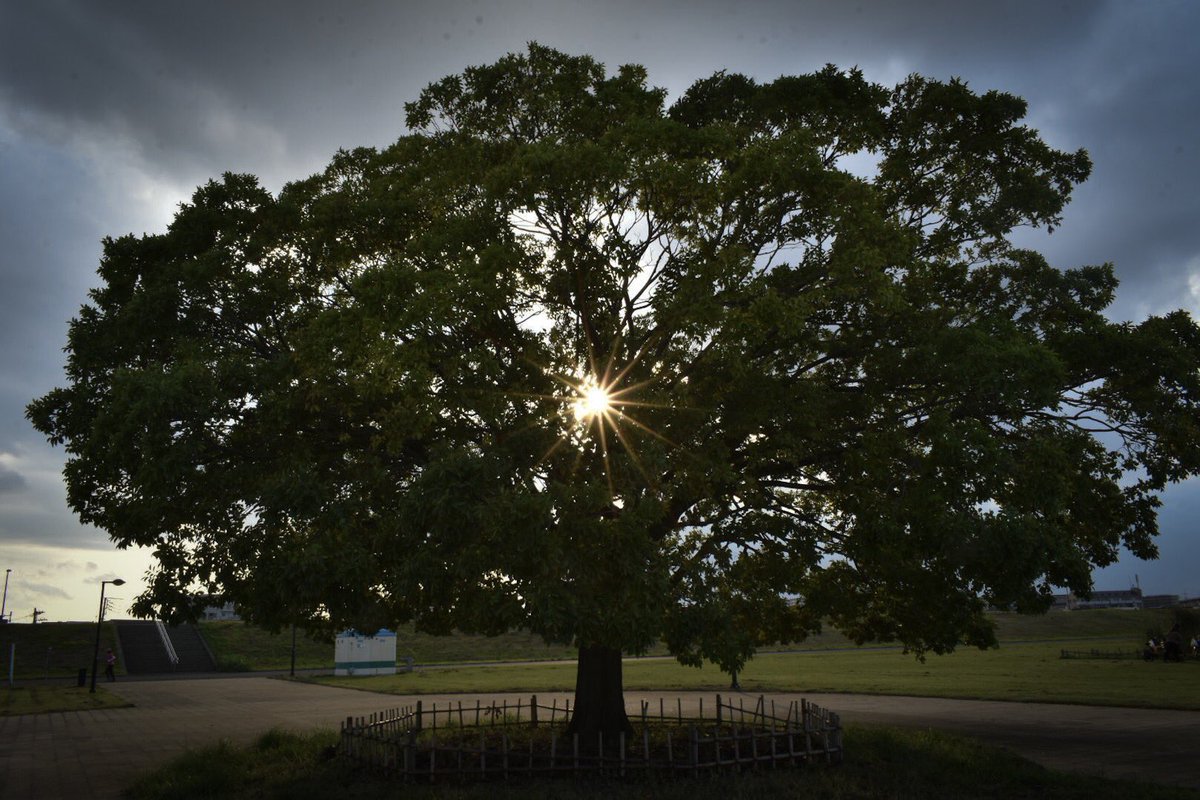 久々のライドとカメラを持って荒川でパシャリ
割と綺麗なウニができてよかった
大きな声で言えないけど後ろのトイレが邪魔…