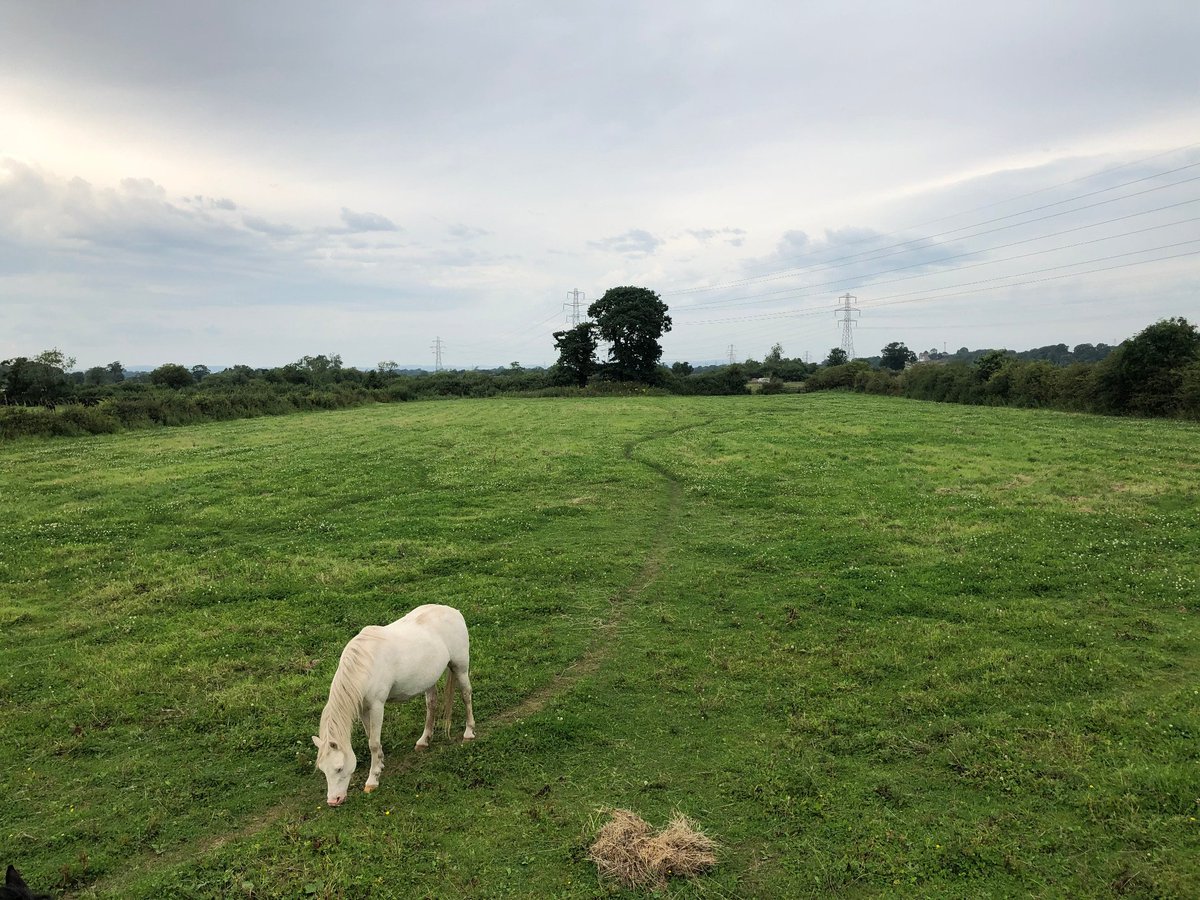 HopesAuction tweet media