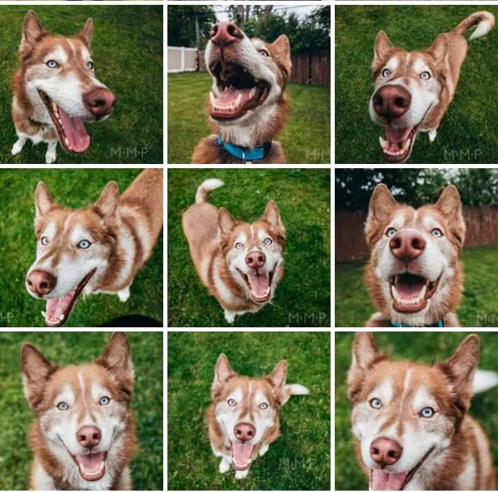 DITRWNY's tweet photo. Name: Kennedy
Age: around 5
Breed: husky
Personality: goofy
Likes: being outside, Belly rubs
Dislikes: meeting new people, muzzles, other pets
For adoption info:
https://t.co/74mUhj9a5l https://t.co/hZXSZcxsoV