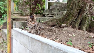 21年版 石川県の猫スポット １０選 猫スポットなび