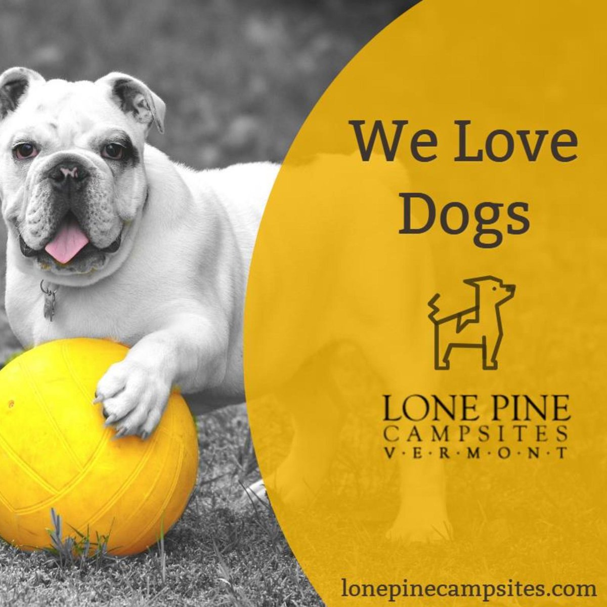#PetFriendly #LonePineCampsites #Campground #BringFido #DogFriendly
#petfriendlycamping #ColchesterVT