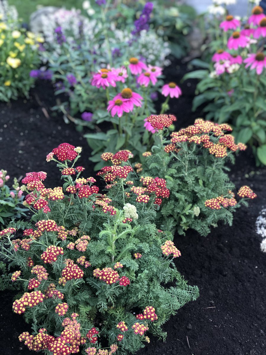 FrankFerragine's tweet photo. Loving days that are blooming great! #gardenrefresh @BTtoronto #marthashouse #sheridannurseries https://t.co/hi0lElQHXm