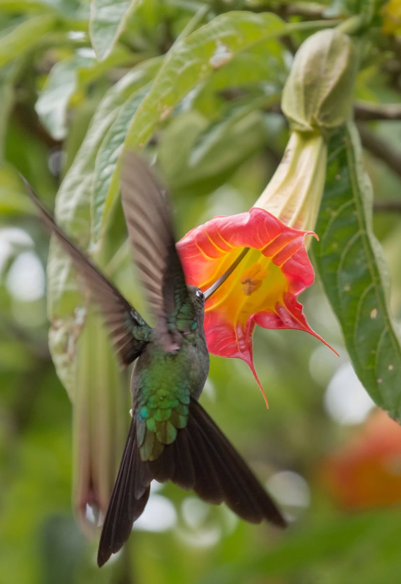 diegoetorres's tweet image. Están hechos el uno para el otro.