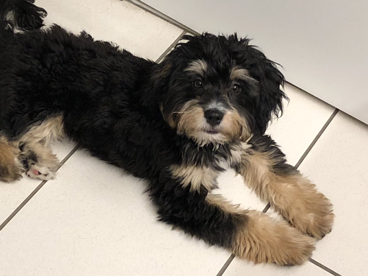 CSchettenhelm's tweet image. Tucker is 4 months old today.