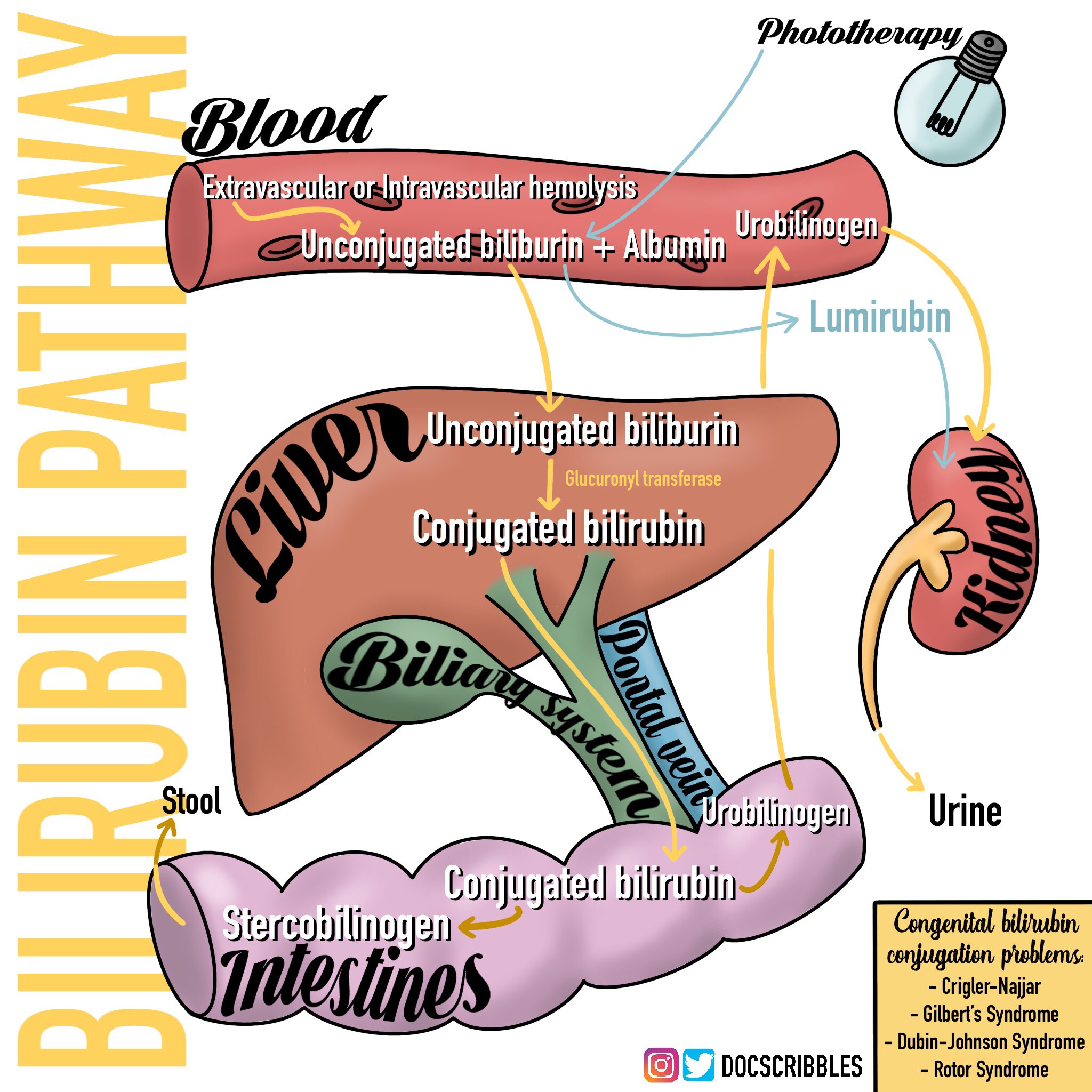 Bilirubin