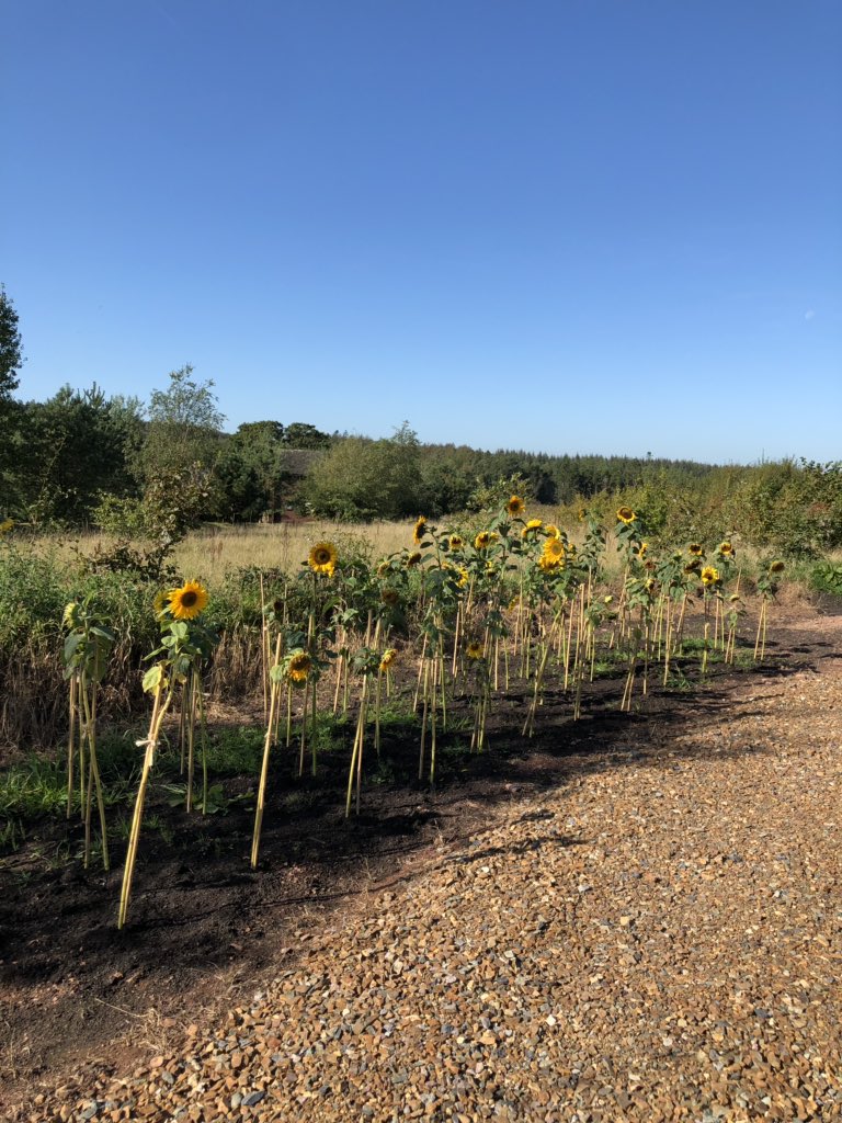 RachelBustin's tweet photo. Found some beautiful #sunflowers on our walk this morning @BluestoneWales #bluestoneblogger #bluestone #presstrip https://t.co/I7tpqNvJWy