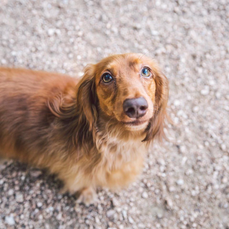Duke, the 2.5yr old Dachshund. Been working on his chest fluff gains nonstop for days and hopes he’s a contender for most pupressive floof. @ Zilker Park and Zilker Dog Park
