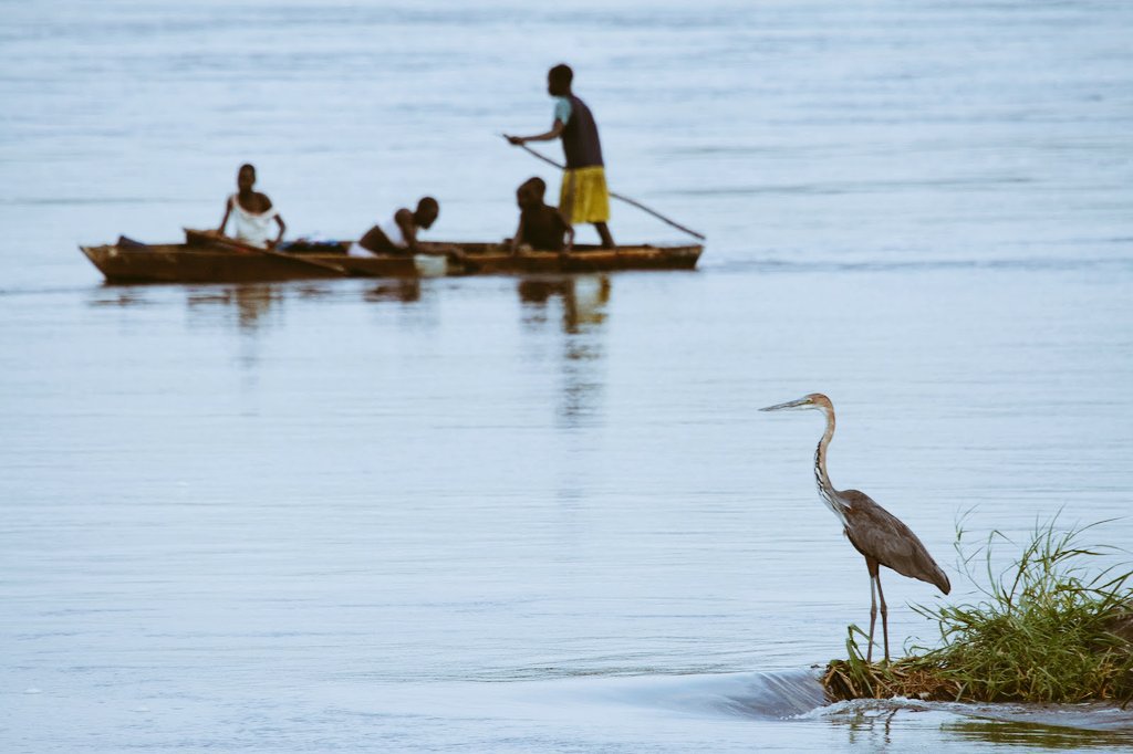 VisitSouthSudan's tweet image. #SouthSudan&apos;s stunning Bird life is best appreciated with a boat trip on the sudd, the largest wetland in the world; there is also some excellent fishing.

#VisitSouthSudan 🇸🇸🇸🇸🇸🇸🇸🇸
